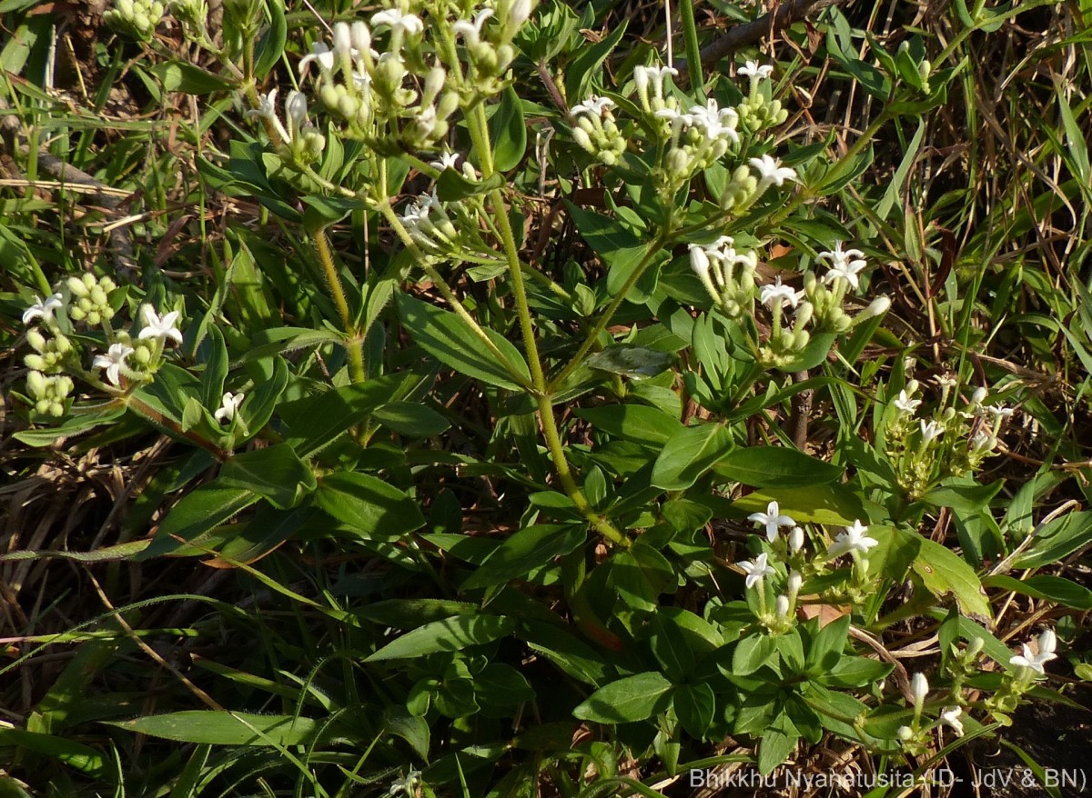 Knoxia spicata (Thwaites ex Trimen) Ridsdale